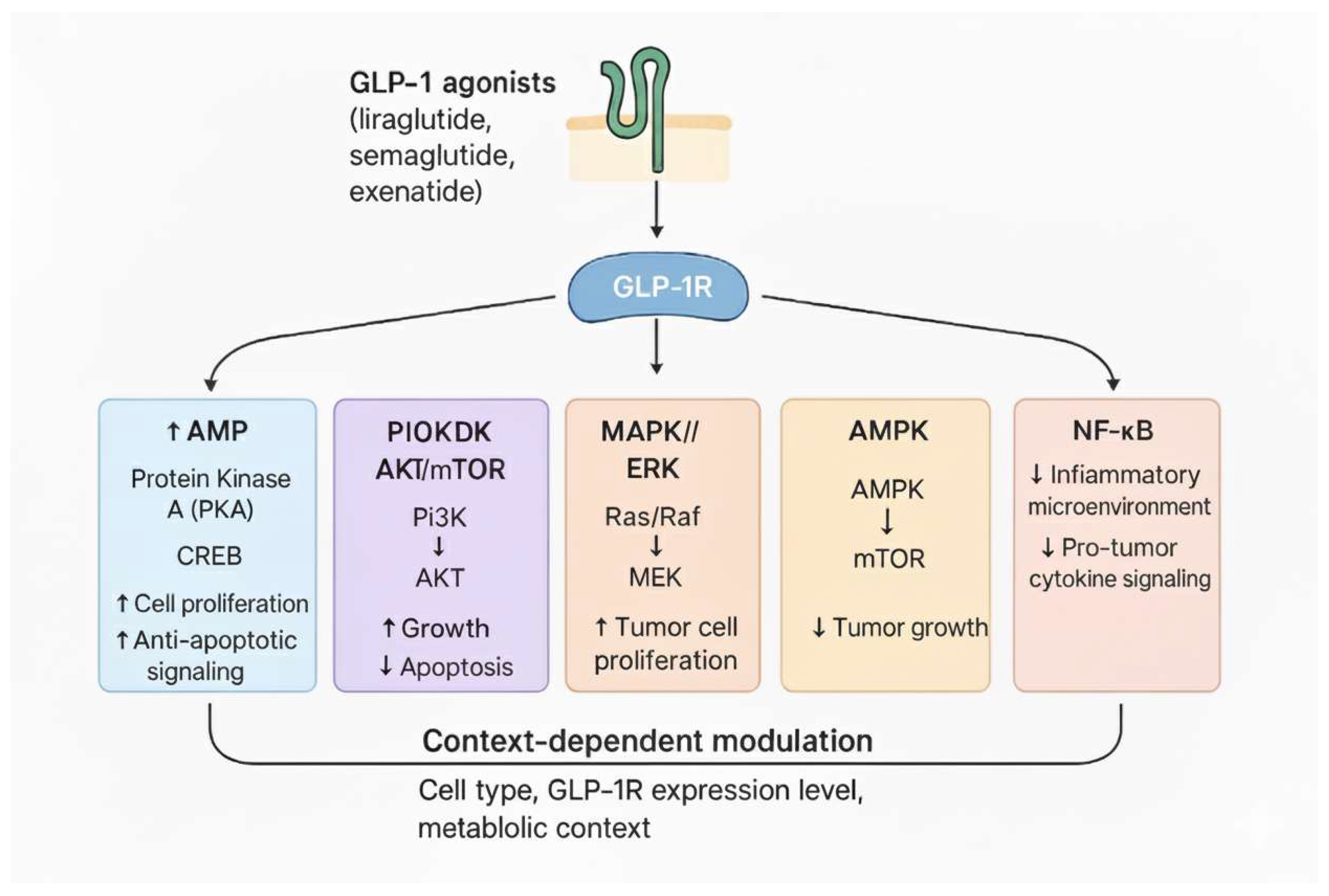 GLP-1 Receptor Agonists: A Research Overview